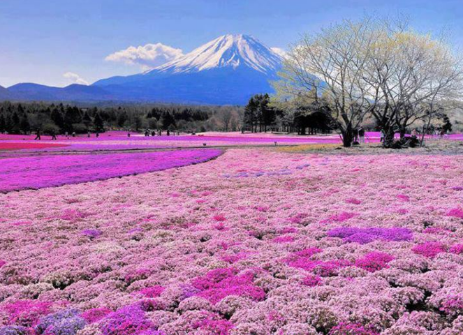 5 Tempat Wisata Jepang Terkenal yang Wajib Dikunjungi